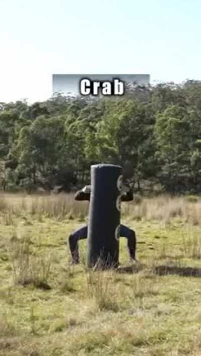 Animal attacks