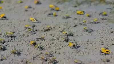 Male fiddler crabs try to attract a female with mating dance, waving their colossal claws as if saying 'come over here'. But since all males do similar move at the sight of a female, it looks synchronized.
