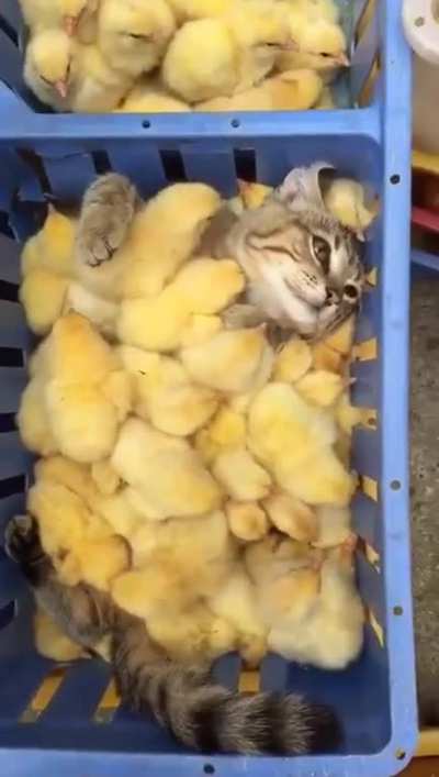 Chicks and Kit(ten)s