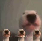Mi pana Walter cantando Bohemian Rhapsody