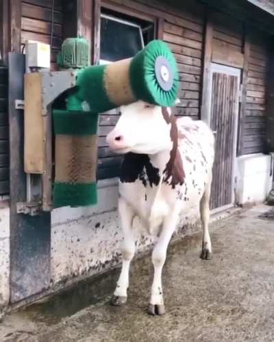 Cow being in love with the new brush installed for her.