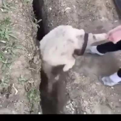Rescuing an animal
