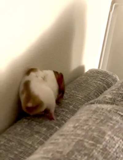He loves rubbing himself against my textured wall and scratching my couch.