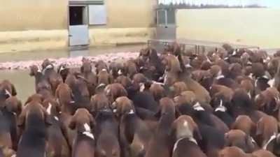 This guy feeding 500 dogs their lunch everyday while they obediently wait for the command.