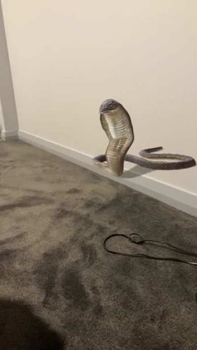 Where’s the Snek?