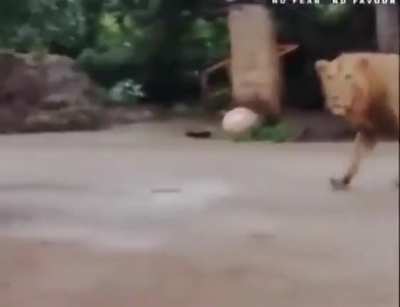 I think simba lost its way back home...