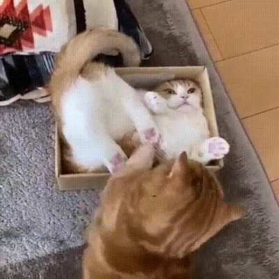 Не лезь! Моя короб<wbr>ка!
