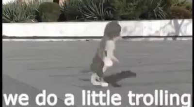Gatos troleo