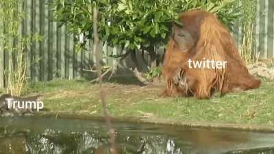 Some hardcore pressure from twitter.