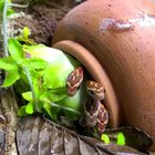 Baby snakes have a pot to hiss in