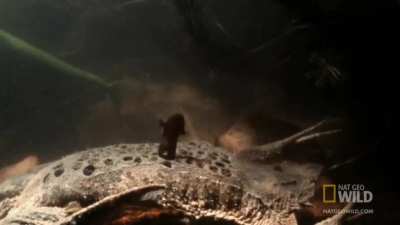 Suriname toads develop in eggs embedded in the mom’s back and eventually erupt out of the honeycombed holes