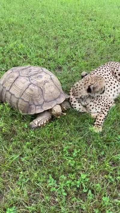 Tuesday the cheetah and her emotional support tortoise Penzi