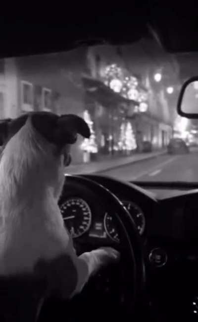 Love driving around in Paris 🎄Wishing you all a very Happy and Healthy 2022 🎆 xoxo Josje 🐶