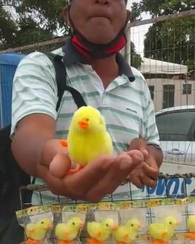 Pintinho