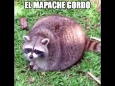 This video has no relevancy I just really wanted to share this fat raccoon.