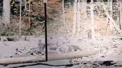 Somebody stabilized the Bigfoot vid from way back when
