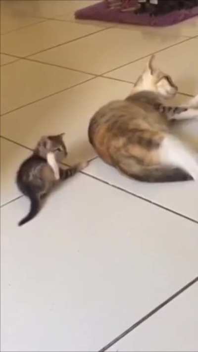 Meowtivated student