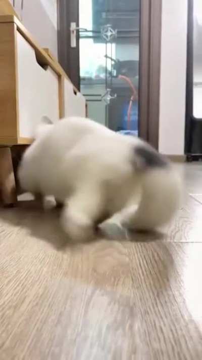 Playing fetch