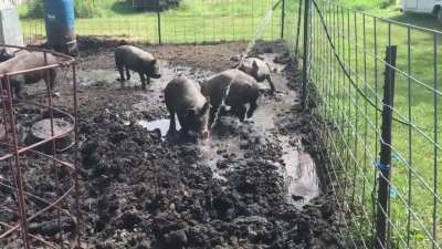 common pig W
