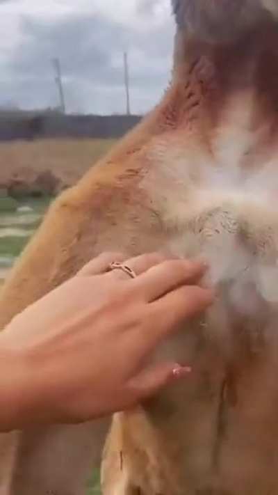 Just a normal day in Australia