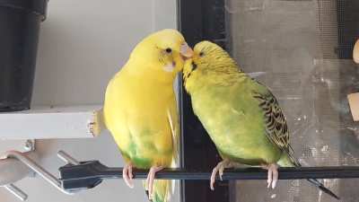 These little dolphin looking chickens are so in love with each other!