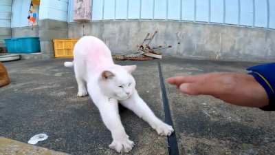 Pink Cat