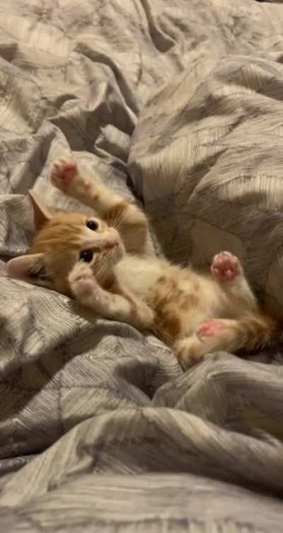 here’s beans :)