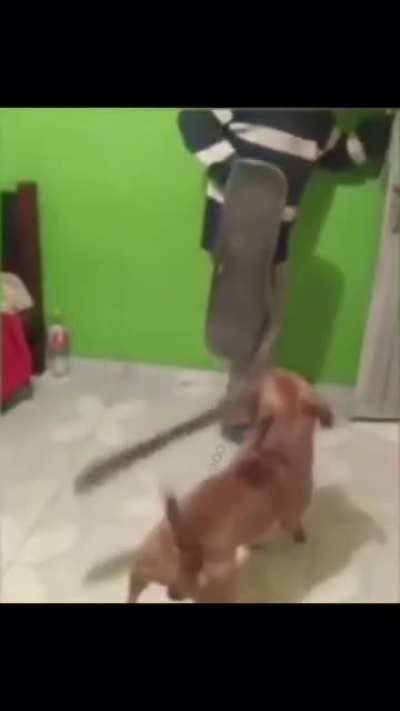 🤺what da dog doin?🤺