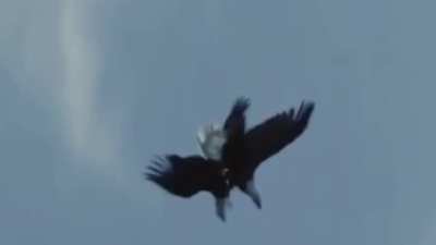 Bald Eagles lock talons, free-fall, and separate before they hit the ground in their courtship ritual