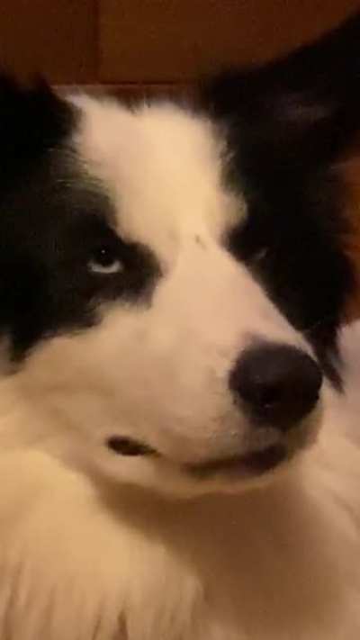 My Doggo is not amused about being filmed. She even rolled her eyes. Had to share this as I think it is hilarious 🤣