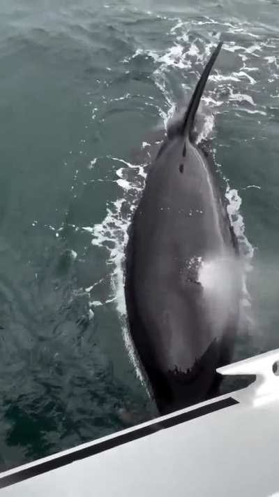 Orca shares a snack! [via IG:@b<wbr>aycet<wbr>ology<wbr>] (NSFW?)