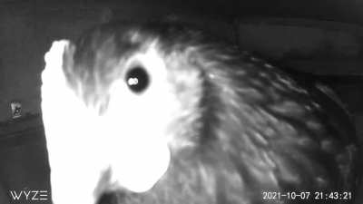 Turned on my coop cam to check in.