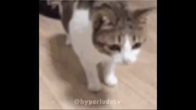 Cat got up