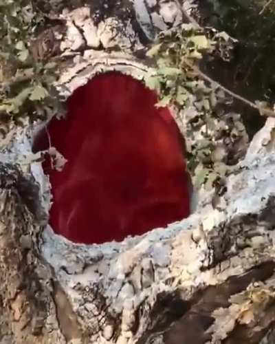 Fire burning inside a tree after lightning strike