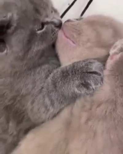 Sweet kisses