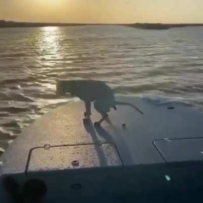 Bunu yapan tek köpek