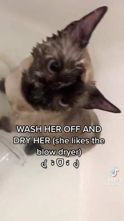Cat gets a bath (literally)
