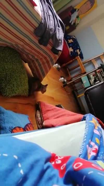 My kitty startled by absolutely nothing