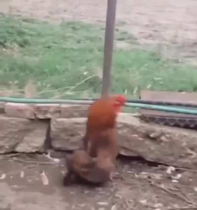 Domingou!