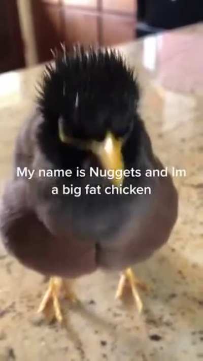 Indian Myna bird thinks its a chicken