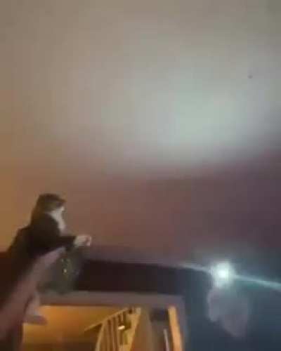 They’re using their cat as a WEAPON against bugs...
