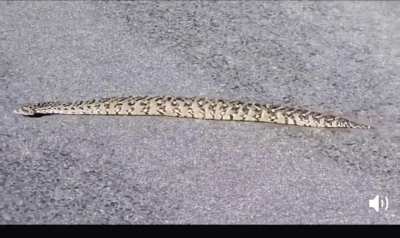 Thanks, I hate walking snakes