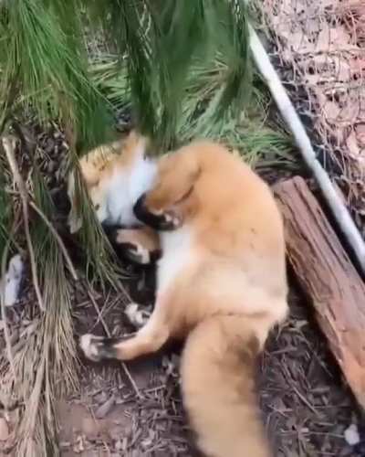 Happy little fox floof enjoying their new bed