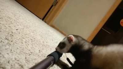 My friend's ferret is obsessed with her selfie stock which culminated in this delightful video.