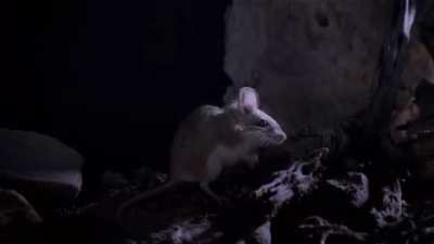 Mouse squeaks