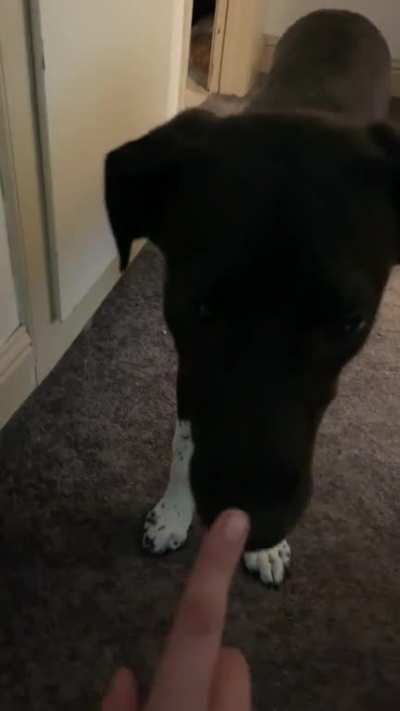 Boop