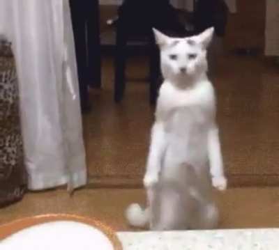 Yes, I am ready and I want to eat