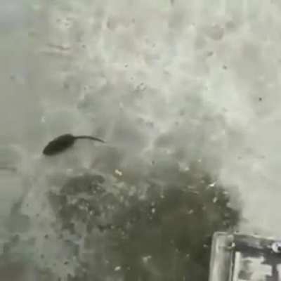 rip rat