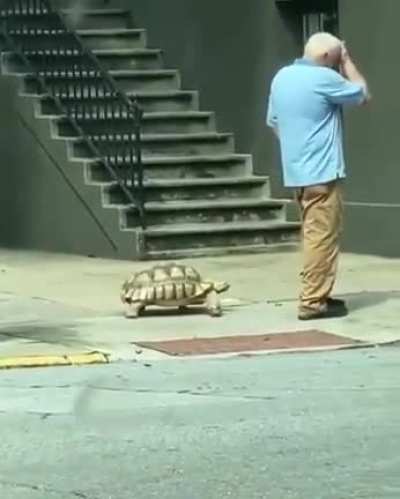 Man's best friend