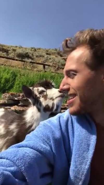 Grumpy goat argues with human